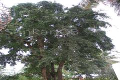 Aegle marmelos